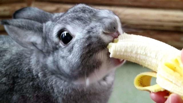 兔子吃香蕉颤抖是为什么(兔子吃香蕉会怎么样)